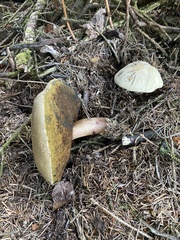 Caloboletus rubripes