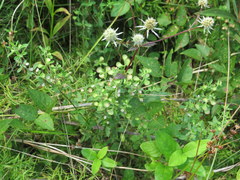 Eryngium integrifolium