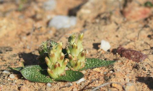 Kners Viooltjie (Lachenalia minima)