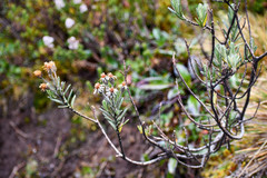 Linochilus rupestris