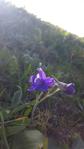 Image of Delphinium decorum by (c) Jamie Carter, some rights reserved (CC BY)