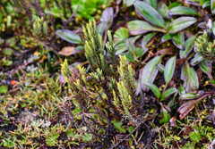 Hypericum lancioides
