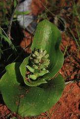 Lachenalia undulata