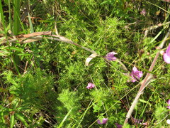 Proserpinaca pectinata