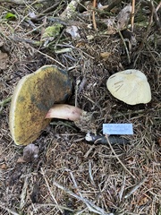 Caloboletus rubripes