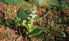 Lachenalia undulata