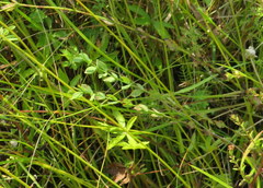 Hypericum denticulatum