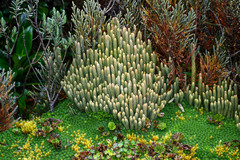 Phlegmariurus crassus