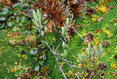 Linochilus rupestris