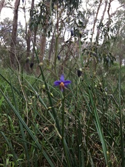 Dianella brevicaulis