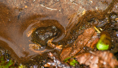 Pristimantis curtipes