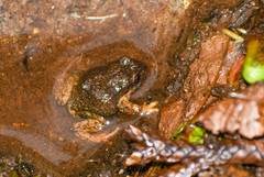 Pristimantis curtipes