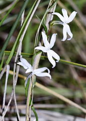 Cyphia volubilis volubilis