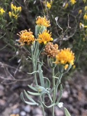 Picradeniopsis multiflora