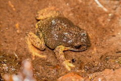 Pristimantis curtipes