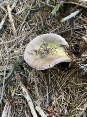 Russula violacea