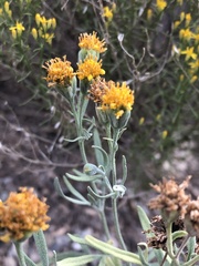 Picradeniopsis multiflora