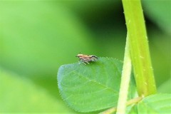 Perkinsiella