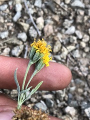 Picradeniopsis multiflora