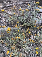 Picradeniopsis multiflora