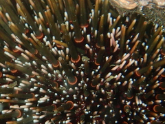 Evechinus chloroticus
