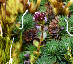 Gentianella nummulariifolia