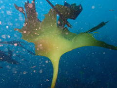 Laminaria pallida