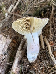 Russula violacea