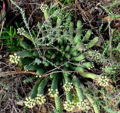Euphorbia esculenta