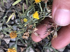 Picradeniopsis multiflora