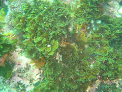 Exallosorus harveyanus