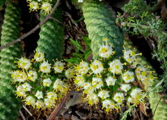Euphorbia esculenta