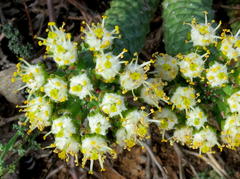 Euphorbia esculenta