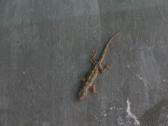 Hemidactylus