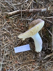 Russula violacea