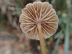 Marasmiellus dendroegrus