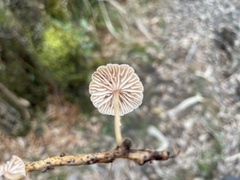 Marasmiellus dendroegrus
