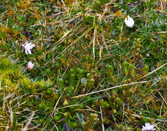 Hypochaeris sessiliflora