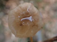 Marasmiellus dendroegrus
