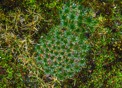 Plantago rigida