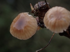 Marasmiellus dendroegrus