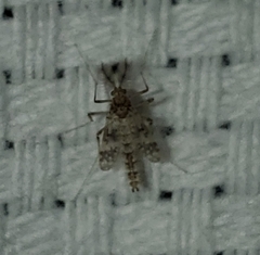 Psectrotanypus dyari