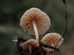 Marasmiellus dendroegrus