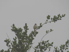 Prinia subflava affinis