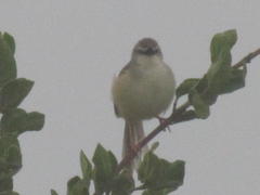 Prinia subflava affinis