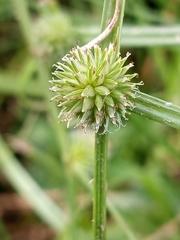 Cyperus brevifolioides