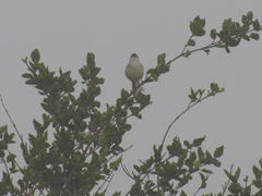 Prinia subflava affinis