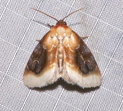 Chrysoecia scira