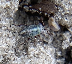 Geocoris floridanus