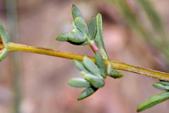 Lampranthus leptaleon